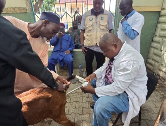 By shifting away from subsistence pastoralism, this pillar deploys modern reproductive technologies and community multiplication frameworks to maximize milk volumes, beef carcass weights, and small ruminant