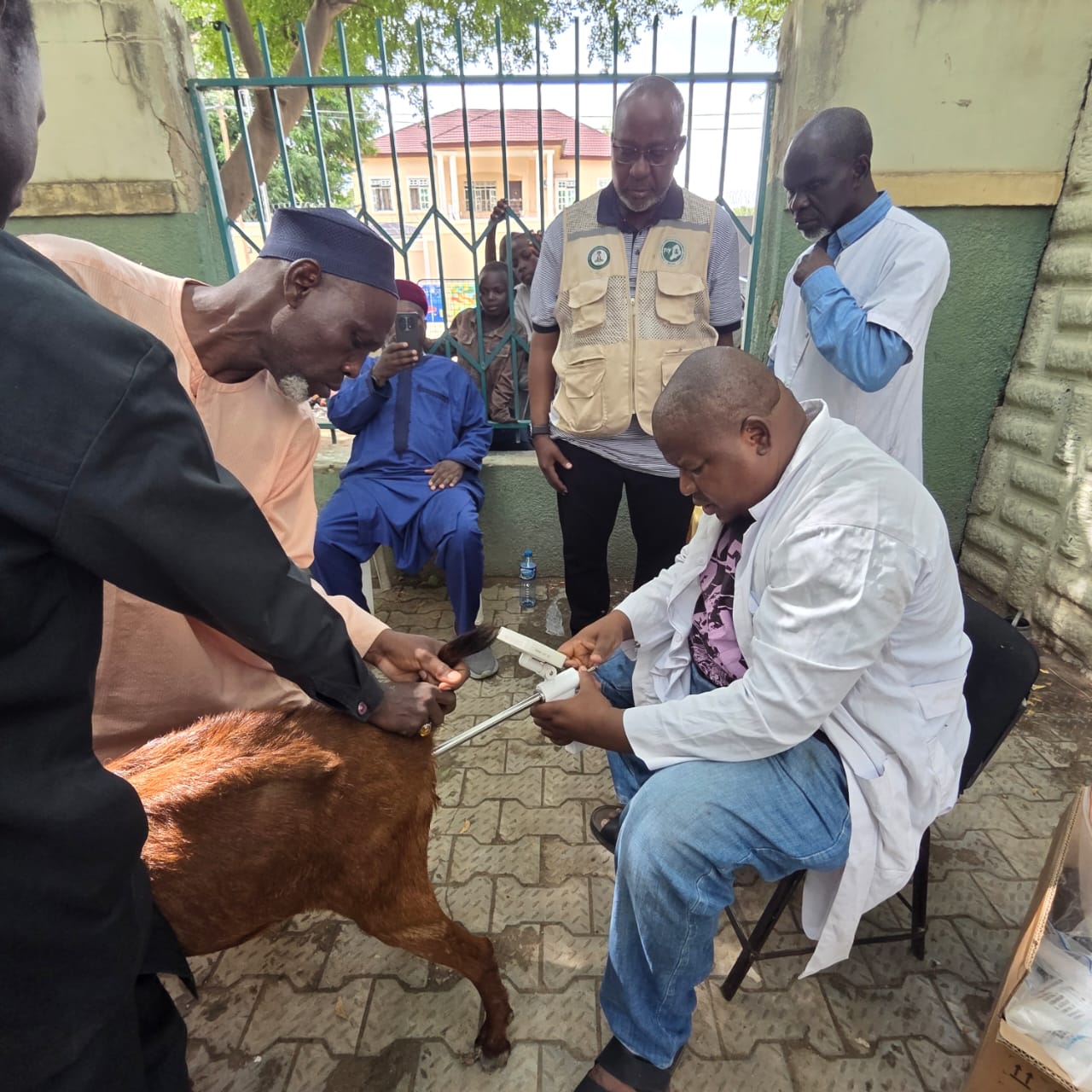 By shifting away from subsistence pastoralism, this pillar deploys modern reproductive technologies and community multiplication frameworks to maximize milk volumes, beef carcass weights, and small ruminant