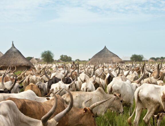 The Directorate of Processing, Marketing, and Value Chain Integration is tasked with transitioning Borno State from a raw exporter of live animals into a highly industrialized, modern hub for processed livestock commodities.
