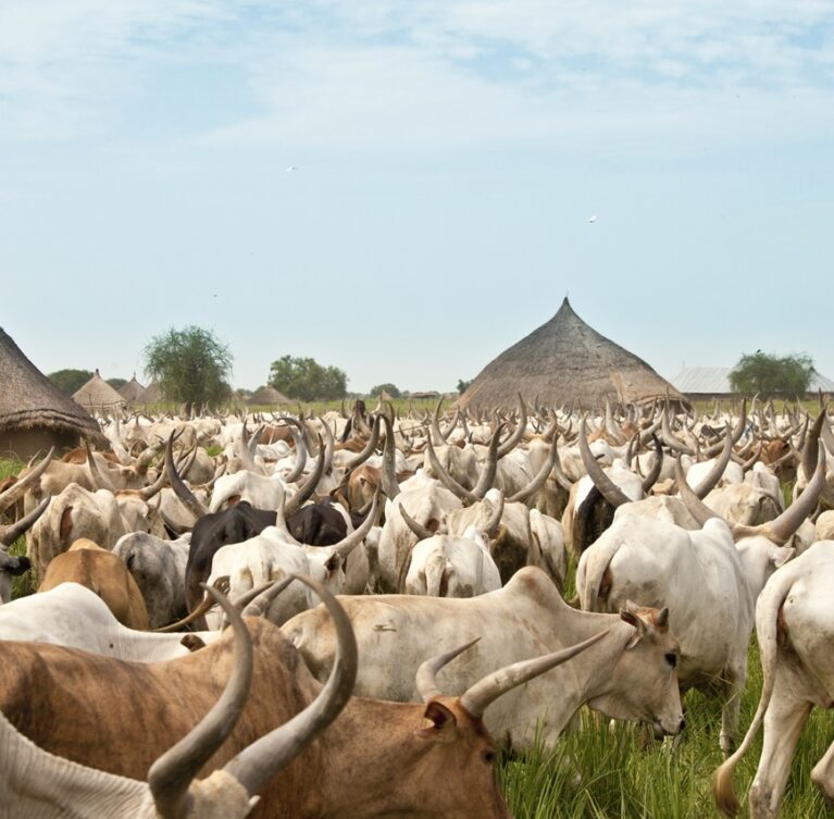 The Directorate of Processing, Marketing, and Value Chain Integration is tasked with transitioning Borno State from a raw exporter of live animals into a highly industrialized, modern hub for processed livestock commodities.